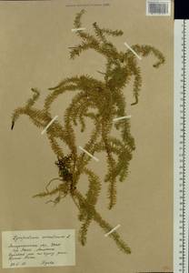 Spinulum annotinum subsp. annotinum, Восточная Европа, Западно-Украинский район (E13) (Украина)