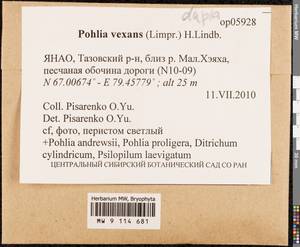 Pohlia vexans (Limpr.) H. Lindb., Гербарий мохообразных, Мхи - Западная Сибирь (включая Алтай) (B15) (Россия)
