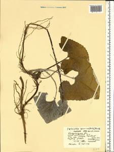 Белокопытник ложный (Retz.) Rchb., Восточная Европа, Центральный лесной район (E5) (Россия)