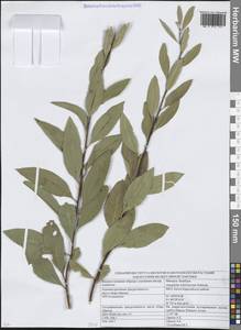 Prunus ledebouriana (Schltdl.) Y.Y.Yao, Сибирь, Западный (Казахстанский) Алтай (S2a) (Казахстан)