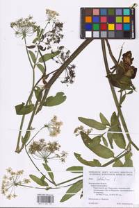 Поручейник широколистный L., Восточная Европа, Центральный лесостепной район (E6) (Россия)