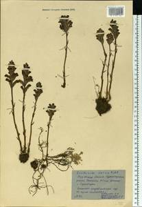 Фелипанхе голубая (Rchb.) Soják, Восточная Европа, Ростовская область (E12a) (Россия)