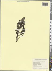 Мытник Сибторпа Boiss., Кавказ, Ставропольский край, Карачаево-Черкесия, Кабардино-Балкария (K1b) (Россия)