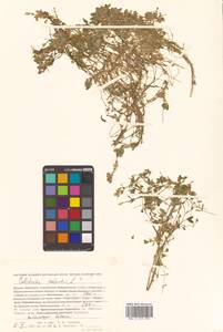 Callitriche palustris subsp. palustris, Сибирь, Дальний Восток (S6) (Россия)