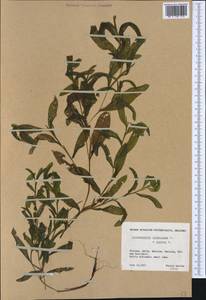 Potamogeton × angustifolius J.Presl, Западная Европа (EUR) (Финляндия)