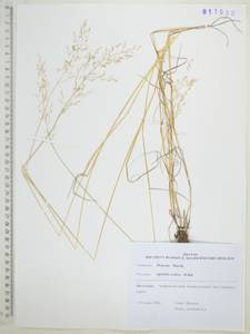 Полевица шероховатая Willd., Сибирь, Дальний Восток (S6) (Россия)