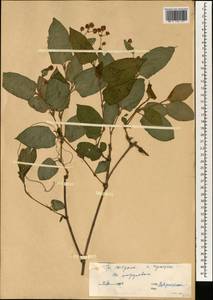 Спорыш, Зарубежная Азия (ASIA) (КНР)