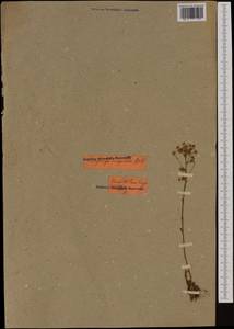 Saxifraga callosa, Ботанические сады и дендрарии (GARD) (Россия)