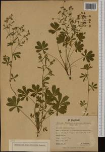 Potentilla lindackeri Tausch, Западная Европа (EUR) (Чехия)