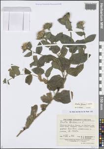 Девясил сизый C.Winkl., Средняя Азия и Казахстан, Памир и Памиро-Алай (M2) (Узбекистан)