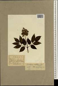 Sambucus racemosa subsp. sieboldiana (Blume ex Miq.) Hara, Зарубежная Азия (ASIA) (КНДР)