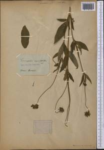 Coreopsis auriculata L., Америка (AMER) (Неизвестно)