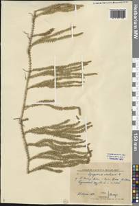 Spinulum annotinum subsp. annotinum, Сибирь, Прибайкалье и Забайкалье (S4) (Россия)