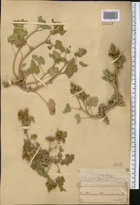 Дурнишник обыкновенный L., Средняя Азия и Казахстан, Муюнкумы, Прибалхашье и Бетпак-Дала (M9) (Казахстан)