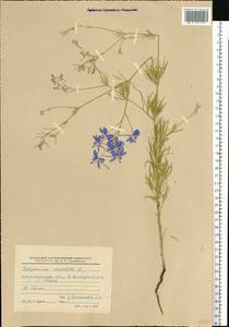 Delphinium consolida subsp. consolida, Восточная Европа, Северо-Западный район (E2) (Россия)
