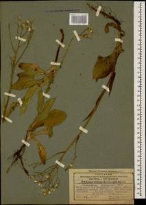 Lactuca racemosa Willd., Кавказ, Грузия (K4) (Грузия)