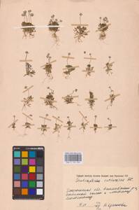 Ceratocephala orthoceras DC., Восточная Европа, Южно-Украинский район (E12) (Украина)