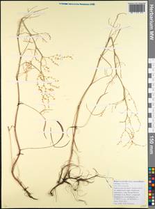 Щавель щавельковидный (Balansa) Den Nijs, Кавказ, Краснодарский край и Адыгея (K1a) (Россия)