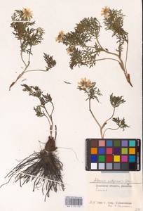 Горицвет волжский, Адонис волжский DC., Средняя Азия и Казахстан, Прикаспийский Устюрт и Северное Приаралье (M8) (Казахстан)