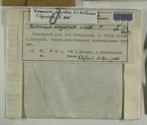 Dicranum laevidens R.S. Williams, Гербарий мохообразных, Мхи - Красноярский край, Тыва и Хакасия (B17) (Россия)