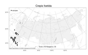 Crepis foetida, Скерда вонючая L., Атлас флоры России (FLORUS) (Россия)