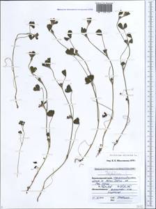 Клевер ребристый L., Кавказ, Черноморское побережье (от Новороссийска до Адлера) (K3) (Россия)