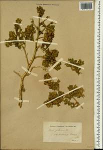 Ononis pubescens L., Зарубежная Азия (ASIA) (Турция)