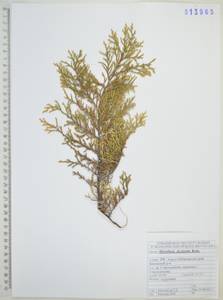 Микробиота перекрестнопарная Kom., Сибирь, Дальний Восток (S6) (Россия)