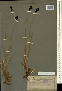 Carex aterrima subsp. medwedewii (Leskov) T.V.Egorova, Кавказ, Армения (K5) (Армения)