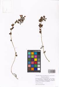 Мытник болотный L., Восточная Европа, Московская область и Москва (E4a) (Россия)