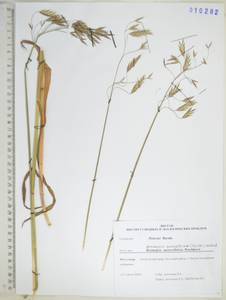 Костер Пампелла Scribn., Сибирь, Дальний Восток (S6) (Россия)