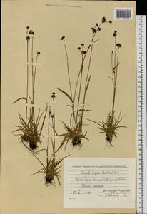 Luzula multiflora subsp. frigida (Buch.) V.I. Krecz., Восточная Европа, Восточный район (E10) (Россия)