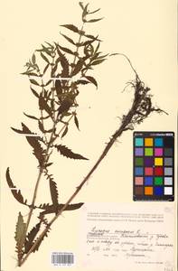 MHA 0 157 827, Зюзник европейский L., Восточная Европа, Центральный район (E4) (Россия)