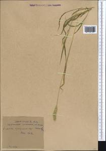 Щетинник зеленый (L.) P.Beauv., Средняя Азия и Казахстан, Западный Тянь-Шань и Каратау (M3) (Киргизия)