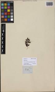 Hymenophyllum paniculiflorum C. Presl, Зарубежная Азия (ASIA) (Филиппины)