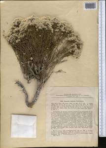 Limonium cretaceum Cherkasova, Средняя Азия и Казахстан, Прикаспийский Устюрт и Северное Приаралье (M8) (Казахстан)