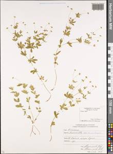 Лапчатка прямостоячая, Калган (L.) Raeusch., Кавказ, Южная Осетия (K4b) (Южная Осетия)