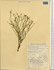 Lipschitzia divaricata (Turcz.) Zaika, Sukhor. & N. Kilian, Монголия (MONG) (Монголия)