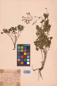 Bасилисник малый L., Восточная Европа, Восточный район (E10) (Россия)