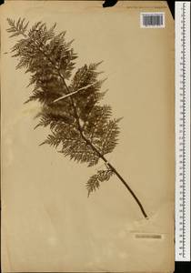 Abrodictyum parviflorum (Poir.) Bauret & Dubuisson, Зарубежная Азия (ASIA) (Неизвестно)