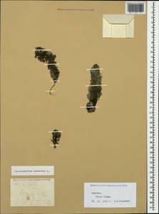 Роголистник светло-зеленый L., Кавказ, Армения (K5) (Армения)