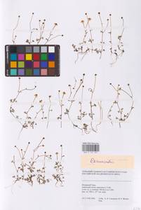 Лютик, Сибирь, Западная Сибирь (S1) (Россия)