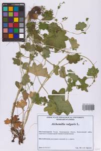 Манжетка обыкновенная L., Восточная Европа, Северо-Западный район (E2) (Россия)