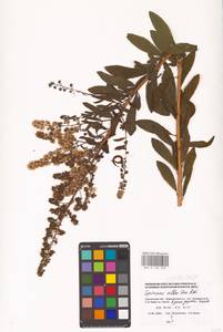 Спирея белая Du Roi, Восточная Европа, Западный район (E3) (Россия)