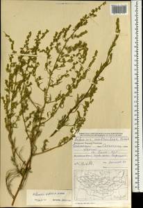 Полынь ордосская Krasch., Монголия (MONG) (Монголия)