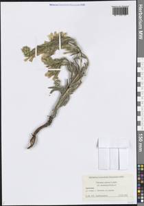 Оносма щетинистая Ledeb., Кавказ, Армения (K5) (Армения)