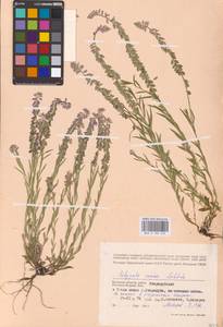 Истод хохлатый Schkuhr, Восточная Европа, Западный район (E3) (Россия)