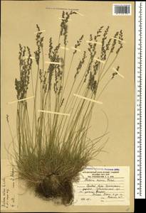 Овсяница овечья L., Кавказ, Южная Осетия (K4b) (Южная Осетия)