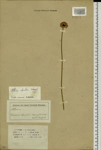 Лук прямой, Лук торчащий Schrad., Сибирь, Западный (Казахстанский) Алтай (S2a) (Казахстан)