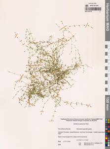 Звездчатка болотная (Murray ex Ehrh.) Hoffm., Сибирь, Якутия (S5) (Россия)